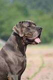 DOGUE ALLEMAND 592